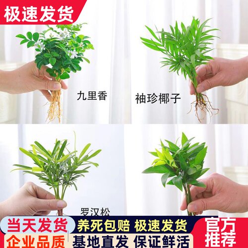 DIY小绿植罗汉松袖珍椰子绿萝竹柏九里香网纹草盆栽水培植物小苗