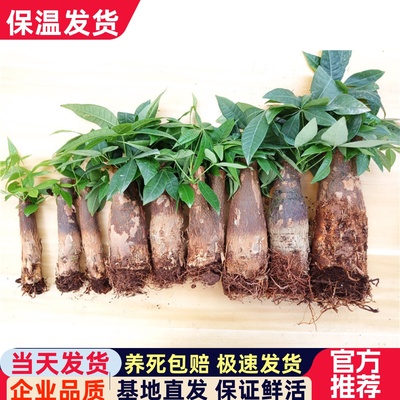 发财树树桩树头树苗室内小盆景