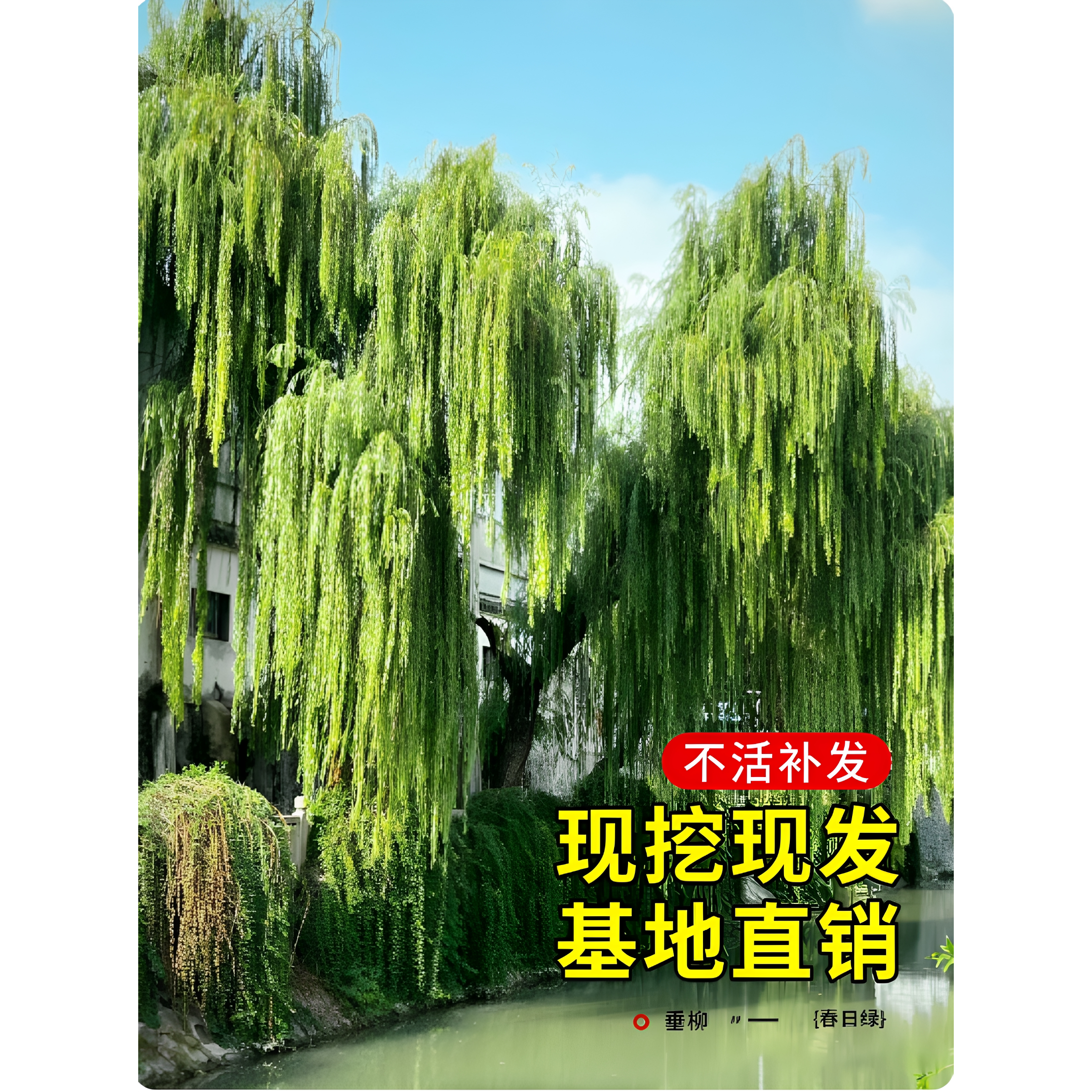 正宗垂柳青柳黄金柳庭院别墅公园乘凉观赏风景树易养活南北可种植