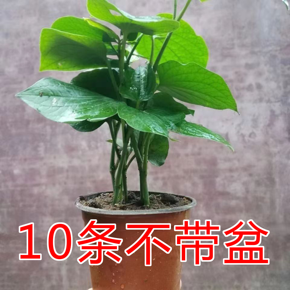 假蒌苗新鲜现挖10条带根易种活