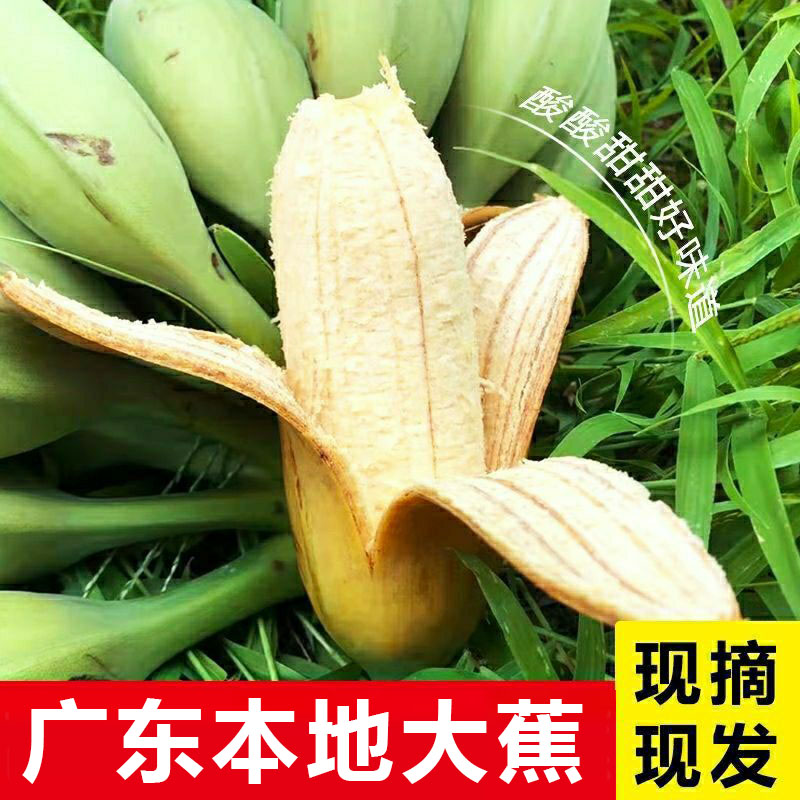 广东大芭蕉酸甜大蕉大个大号牛蕉牛角蕉孕妇水果应季低糖水果新鲜