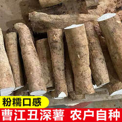 高州曹江深薯新鲜粉糯山药本地广东淮山铁棍短切煲汤煮糖水特产
