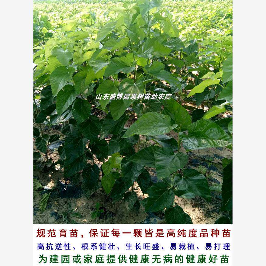 桑葚树苗嫁接无籽大十果桑苗台湾四季长果盆栽北南方种植当年结果