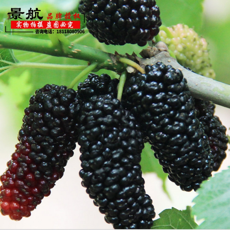 当年结果盆栽地栽桑树苗