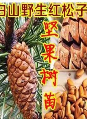 美国巴西松子苗 树苗 可结果树苗 结松籽的松树苗 红松子树苗