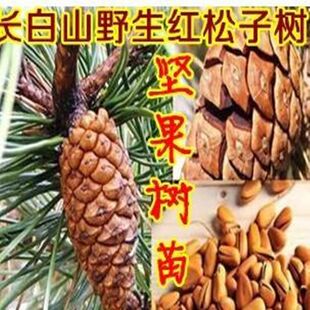 美国巴西松子苗 树苗 可结果树苗 结松籽的松树苗 红松子树苗