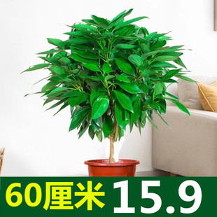 大型绿植平安树客厅甲醛大盆栽独杆幸福树苗盆栽净化空气四季常青