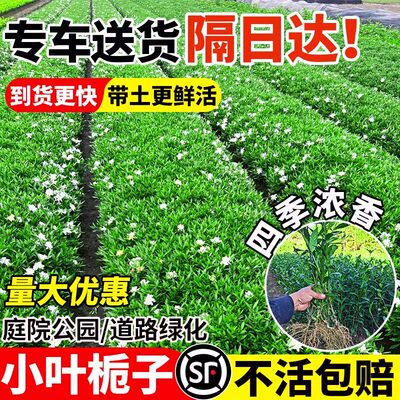 小叶栀子花苗重瓣浓香型大叶栀子花盆栽室外庭院四季常青绿化小苗
