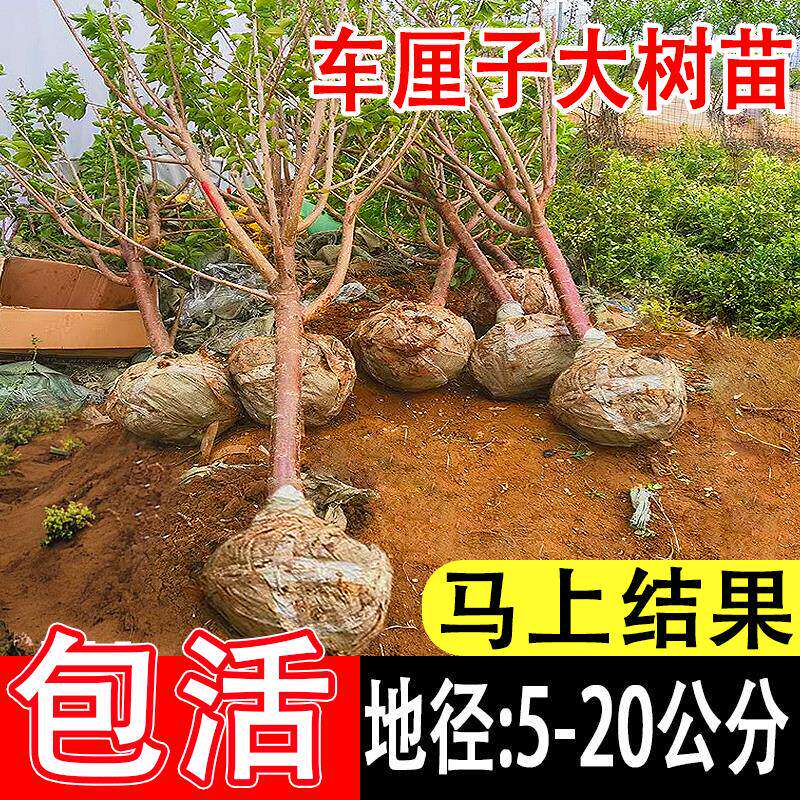 特大大樱桃树苗嫁接大樱桃树南方北方四季种植庭院别墅水果树果苗
