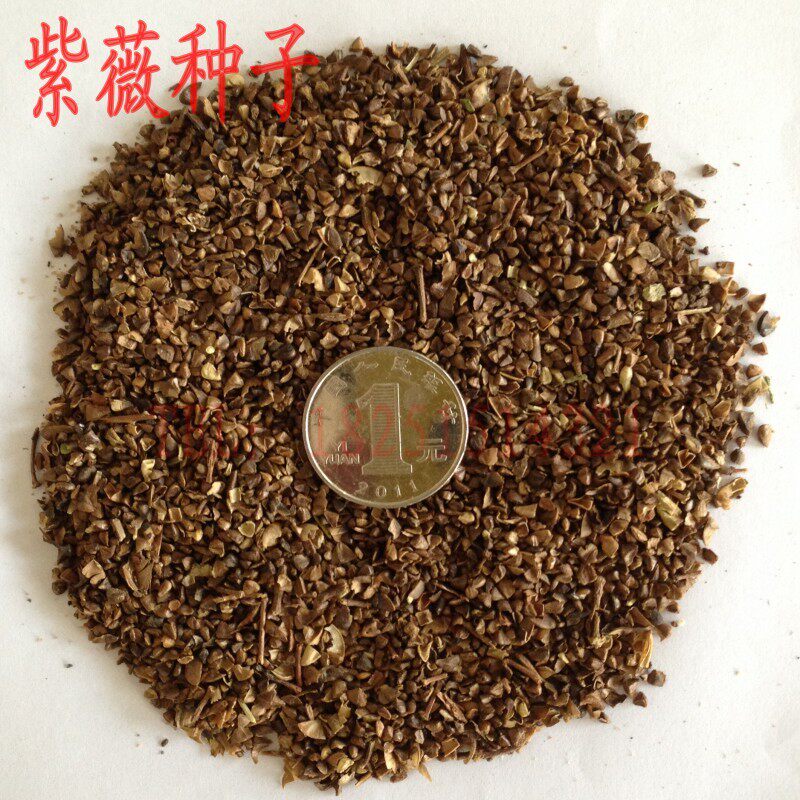 新采种子 紫薇种子 百日红种子 入惊儿树 满天红 痒痒树种子