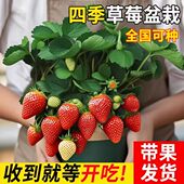 草莓苗秧秋冬季 结果穴盘苗原土原盆奶油红玉章姬精品苗种 盆栽四季