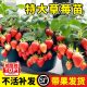 特大草莓苗秧盆栽带果四季 结果红颜丹东99草莓苗室内阳台绿植物