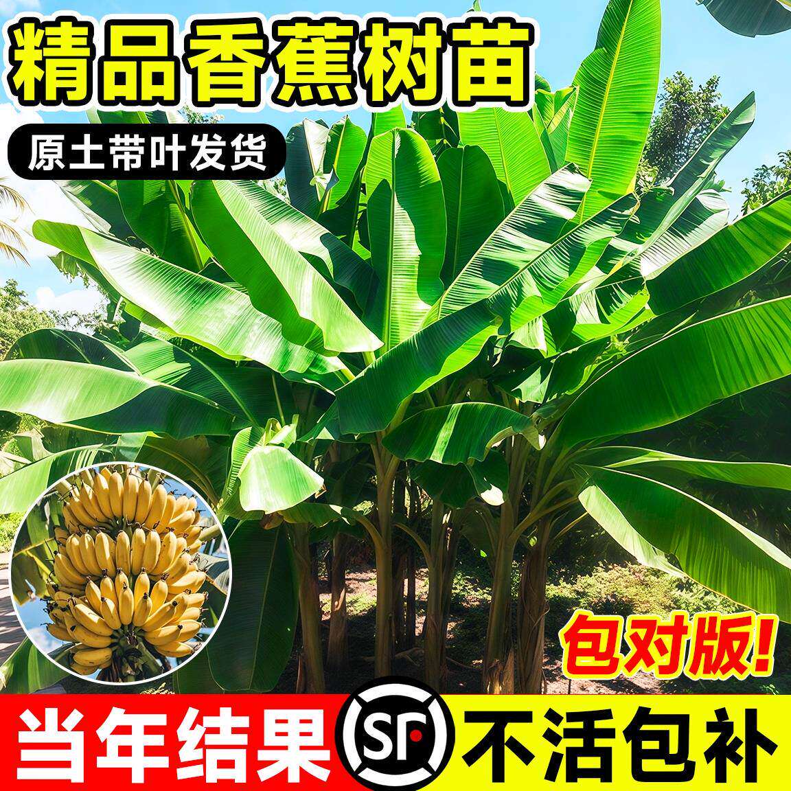 矮化香蕉树苗盆栽高产粉蕉芭蕉中蕉九号南方北方四季种植当年结果