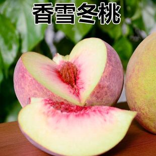 新冬桃品种【 香雪冬桃】 嫁接桃树苗当年结果 极晚熟冬桃苗珍品