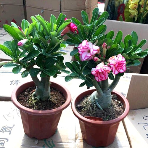 沙漠玫瑰喜阳阳台耐旱花卉植物