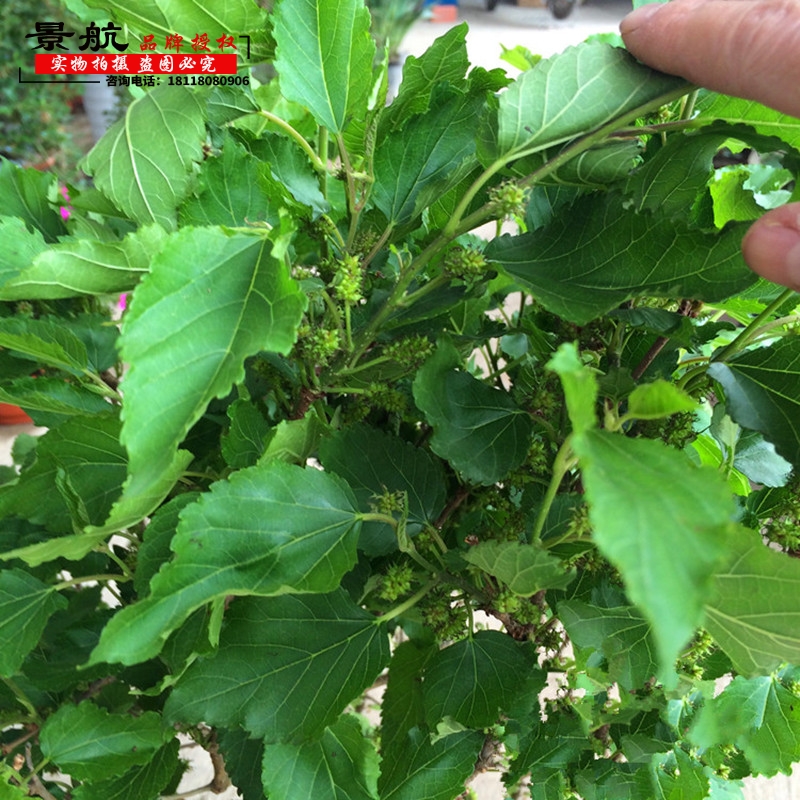 当年结果新鲜饲料桑树苗