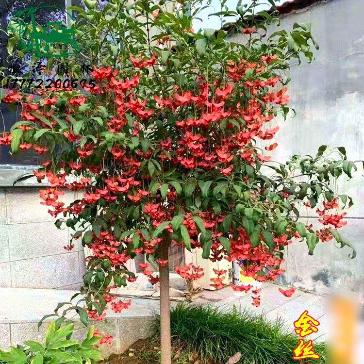 金丝吊蝴蝶树苗驱蚊虫净化空气地栽花卉绿植盆景耐寒庭院风景植物