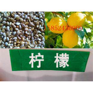 柠檬种子 洋柠檬树种子 益母果 益母子种子 水果种子 果树种子