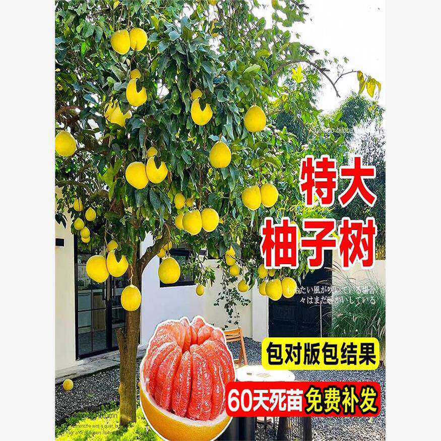 特大柚子树苗红心柚子嫁接树苗四季种植阳台庭院水果树苗当年结果