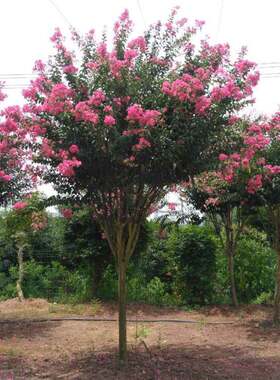 园林绿化苗木庭院植物粉红色紫薇花树苗紫薇苗占地紫薇花苗百日红