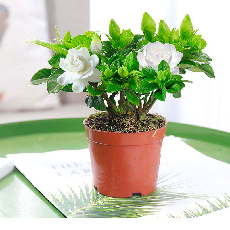 盆栽栀子花苗四季花卉室内花牡丹栀子花苗绿色植物客厅阳台花草