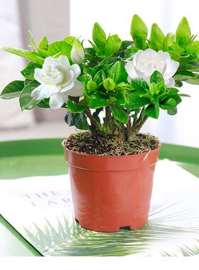 盆栽栀子花苗四季花卉室内花牡丹栀子花苗绿色植物客厅阳台花草