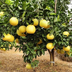 柚子树 嫁接沙田柚三红 柚子树苗当年红白肉蜜柚南方 柚子树大型