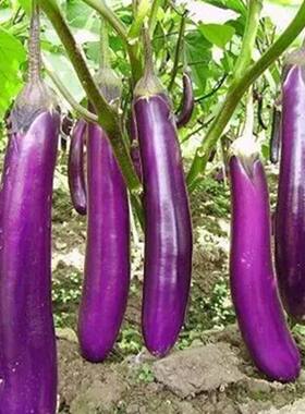 紫长茄子种子春季芽苗菜夏季易播农家秋季阳台室内散装园艺蔬菜籽
