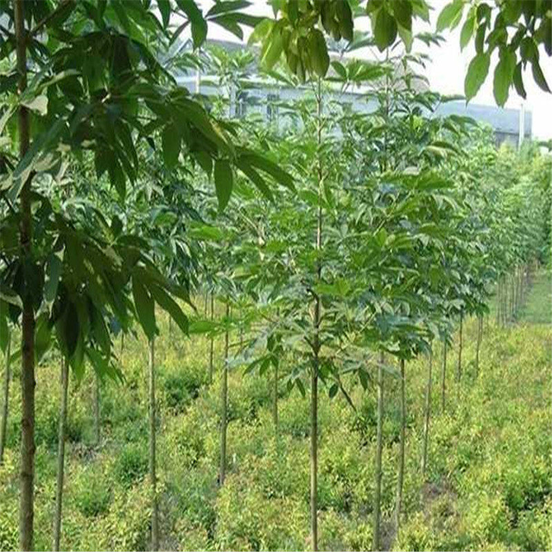七叶树观赏风景树苗绿化乔木工程红花七叶行道风景树七叶树 - 实物图
