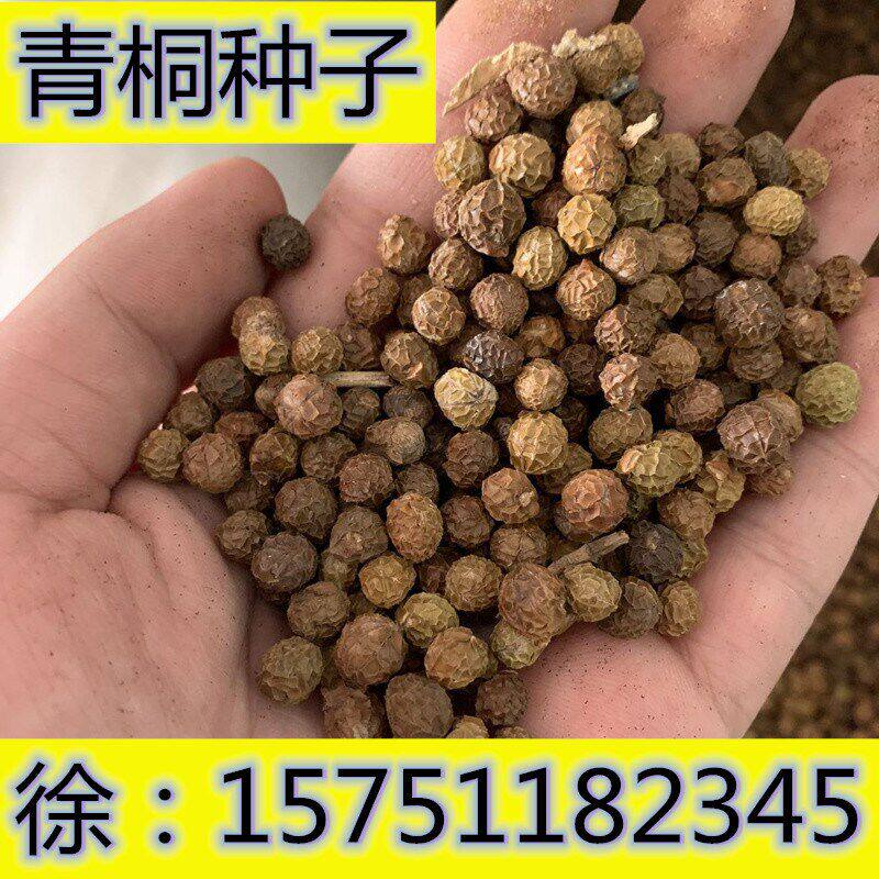 新采林木树种青桐种子青铜树别名梧桐行道树种灌木林木乔木树种籽