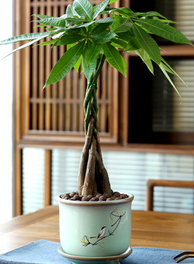 幸福树盆栽树苗桌面绿植植物