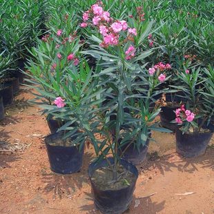 夹竹桃树苗盆栽绿化苗木庭院盆栽夹竹桃苗绿植地栽柳叶桃苗夹竹桃