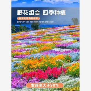 花种籽子大全野花组合播种四季开花花籽太阳花种孑格桑花花种室外