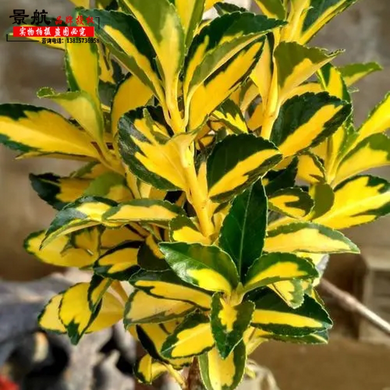 耐寒灌木花镜植物金心黄杨常青
