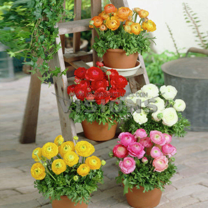 花毛茛种球混色球根四季洋牡丹花种子观花花卉植物盆栽好养活花苗