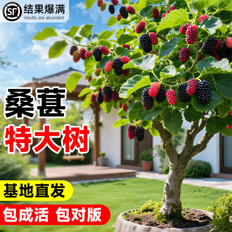 桑葚树苗盆栽白长果桑椹叶蓝莓北方四季树莓苗水果树果苗大全品种