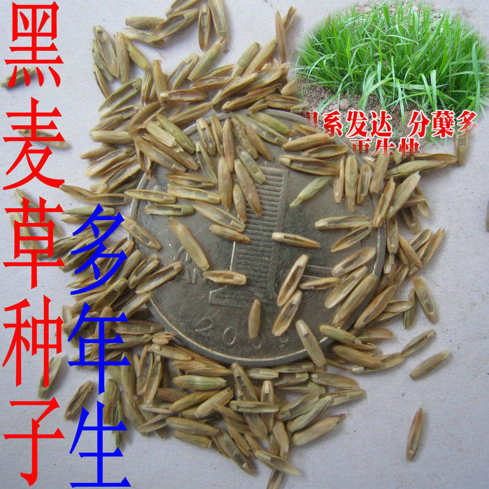 多年生牧草种子黑麦草种子鸡鸭鱼鹅等专用牧草种子司机比重,鲜花速递/花卉仿真/绿植园艺,家庭园艺种子,淘宝优惠券,粉丝福利购,淘宝优惠卷