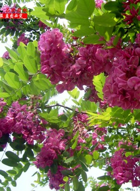 香花槐树苗红花槐彩色树种