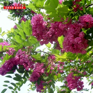 槐树苗香花槐红花槐黄花槐香花槐紫花槐黄花槐树苗彩色观赏槐树苗