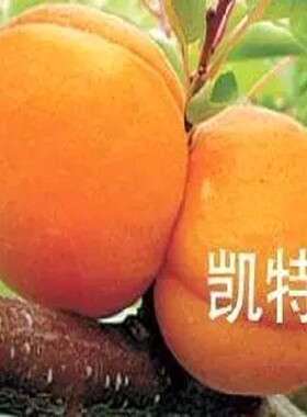 地栽嫁接果实杏树苗