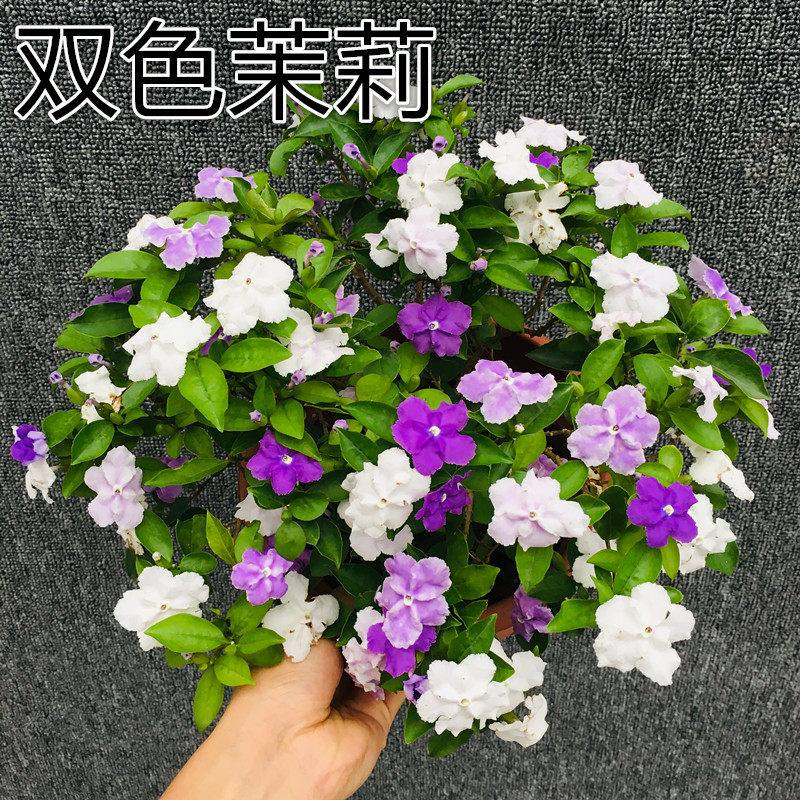 双色茉莉茉莉花苗当年开花地栽盆栽鸳鸯茉莉双色茉莉花芳香花卉