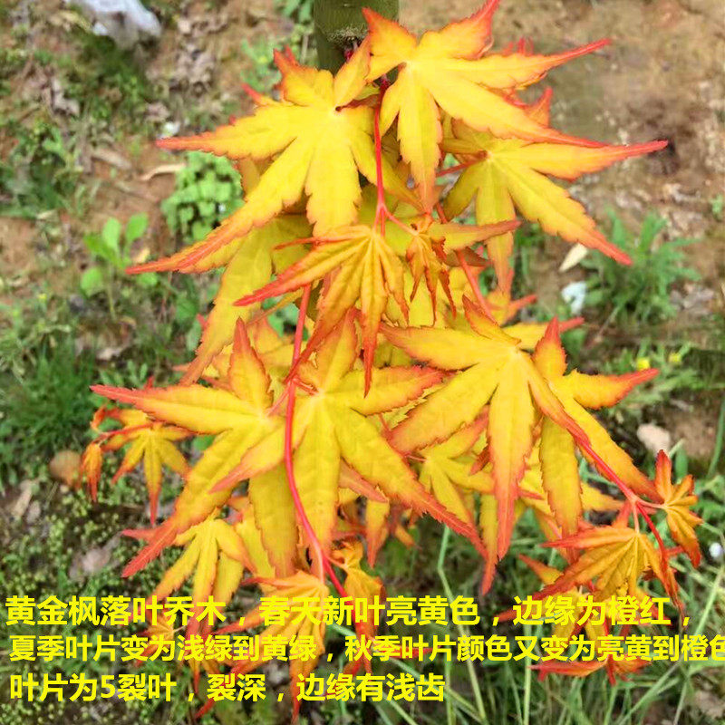 黄金枫树金叶黄金枫观赏彩色彩叶树枫种庭院盆栽地栽行道风景树苗