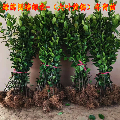 冬青树苗法国冬青直立围墙冬青绿化篱笆墙四季常青植物北海道黄杨
