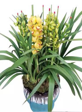 绿植盆栽绿植盆栽大花惠兰