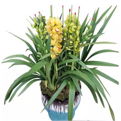 绿植盆栽绿植盆栽大花惠兰