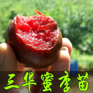 三华李树苗 早熟米李苗三月李 迟熟三华李子苗钱排银妃嫁接果树苗