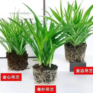 金边金心青叶吊兰四季花卉花盆栽绿植净化空气阳台客厅办公室养好