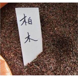出售当年新采林木种子 柏木种子 柏树 香扁柏 垂丝柏 璎珞柏种子