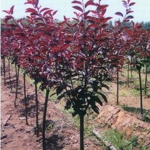 红叶李树苗红叶李小苗工程绿化苗速生紫叶李树苗南方北方种植