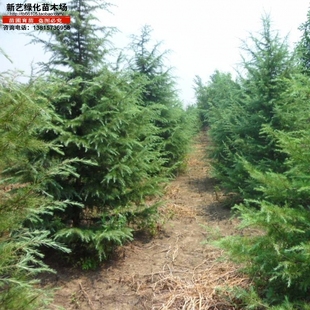 雪松树雪松苗香柏宝塔松雪松树苗四季常青行道树圣诞树庭院绿化苗